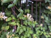 Honeysuckle blooms are edible and quite fragrant.  Just be mindful that the blooming vines can intermingle with poison ivy.